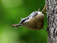 72 - NUTHATCH - MIKSIK IVAN - czech republic